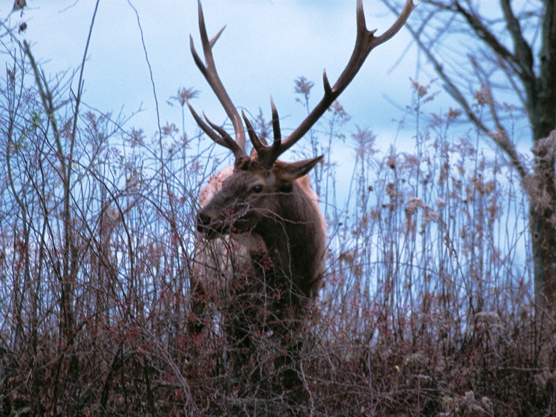 How Will Climate Change Affect Pennsylvania's Plants and Animals? How Will Climate Change Affect Pennsylvania's Plants and Animals?